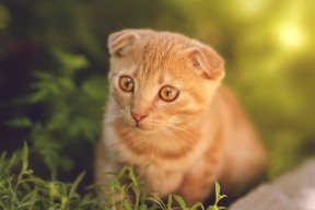 mk体育官方网站-乌拉圭女篮在南美锦标赛中表现出色，梦想奥运赛场，乌拉圭篮球比赛