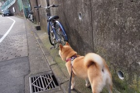 体育mk-高水平自由泳转身入水时间分析，自由泳平式转身