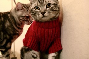 mk体育平台网页版入口-CBA外援注册新规出台限制数量同时鼓励本土轮换参与，cba外援注册情况