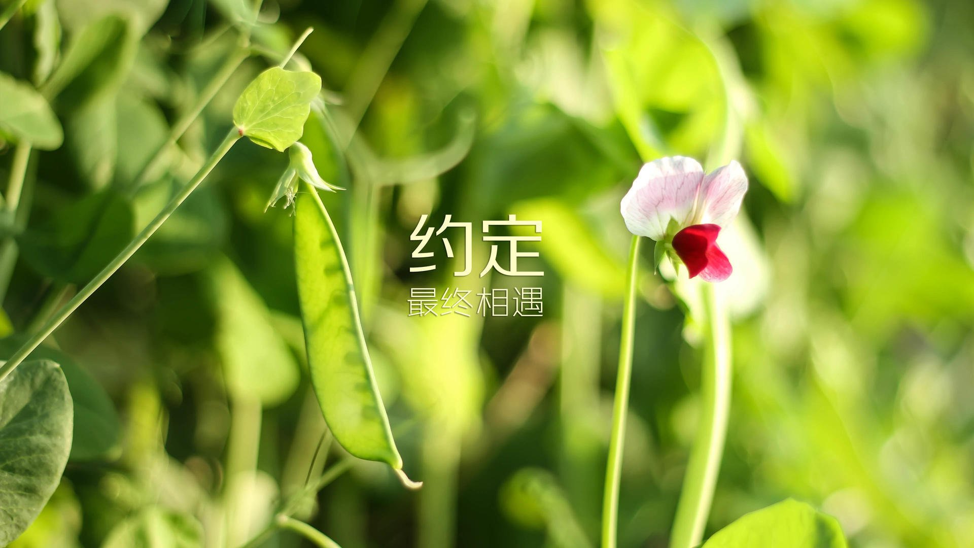 中国足球球员年度成长轨迹回顾报告，中国足球球员数据