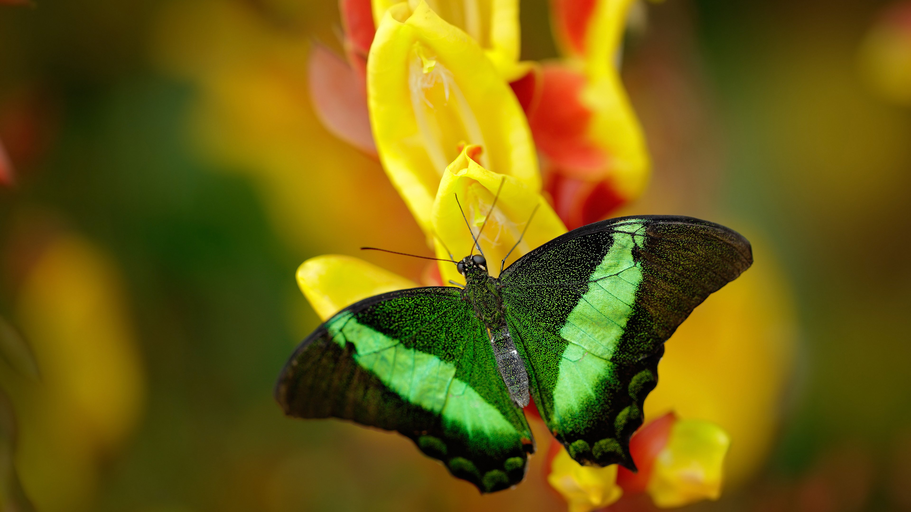 东亚杯中国女足晋级 技术表现备受肯定，中国女足晋级东奥会