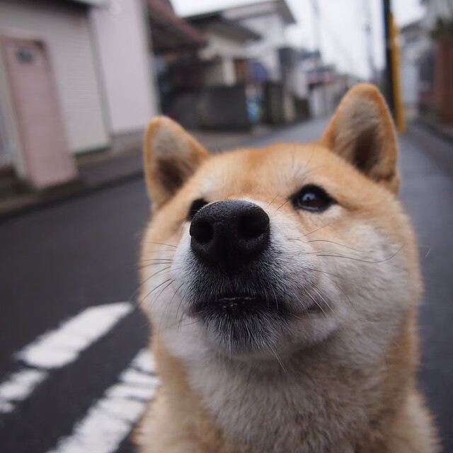 中国男篮防守端表现亮眼 限制对手得分,中国男篮防守好的球员