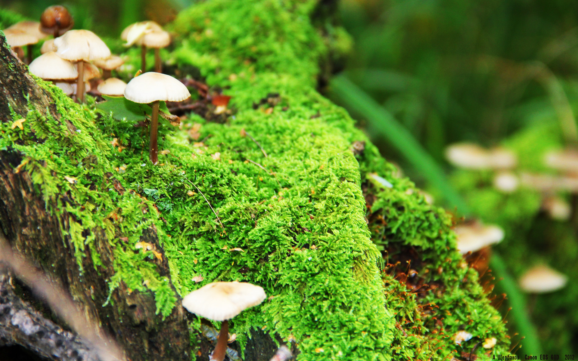 体育新闻中心构建赛事转播辅助AI字幕系统，体育转播用语