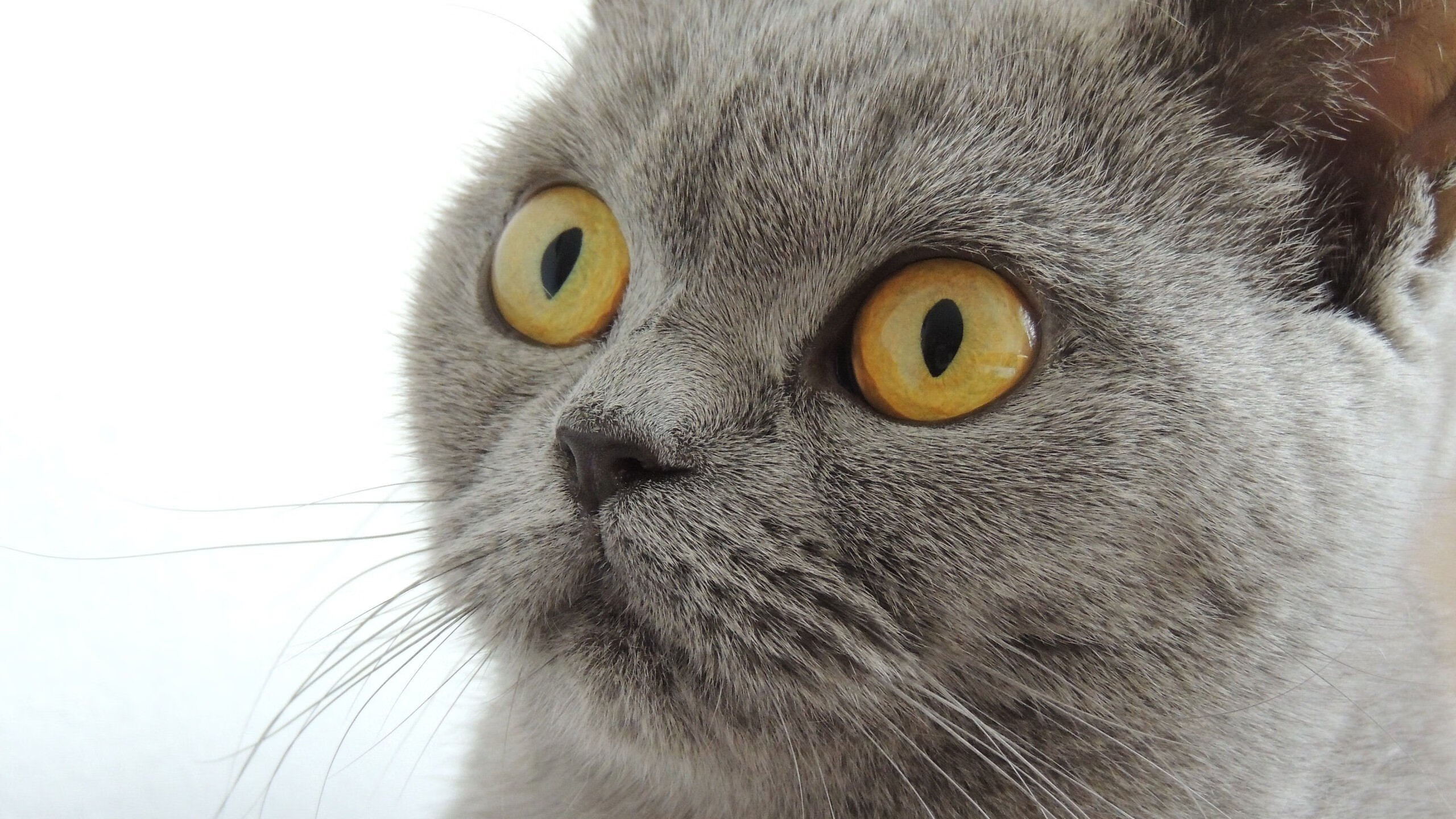 体育新闻中心构建赛事转播辅助AI字幕系统，体育转播用语