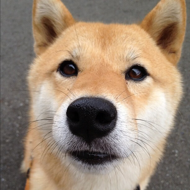 比赛战术板数字化引发教练热议，战术板app足球