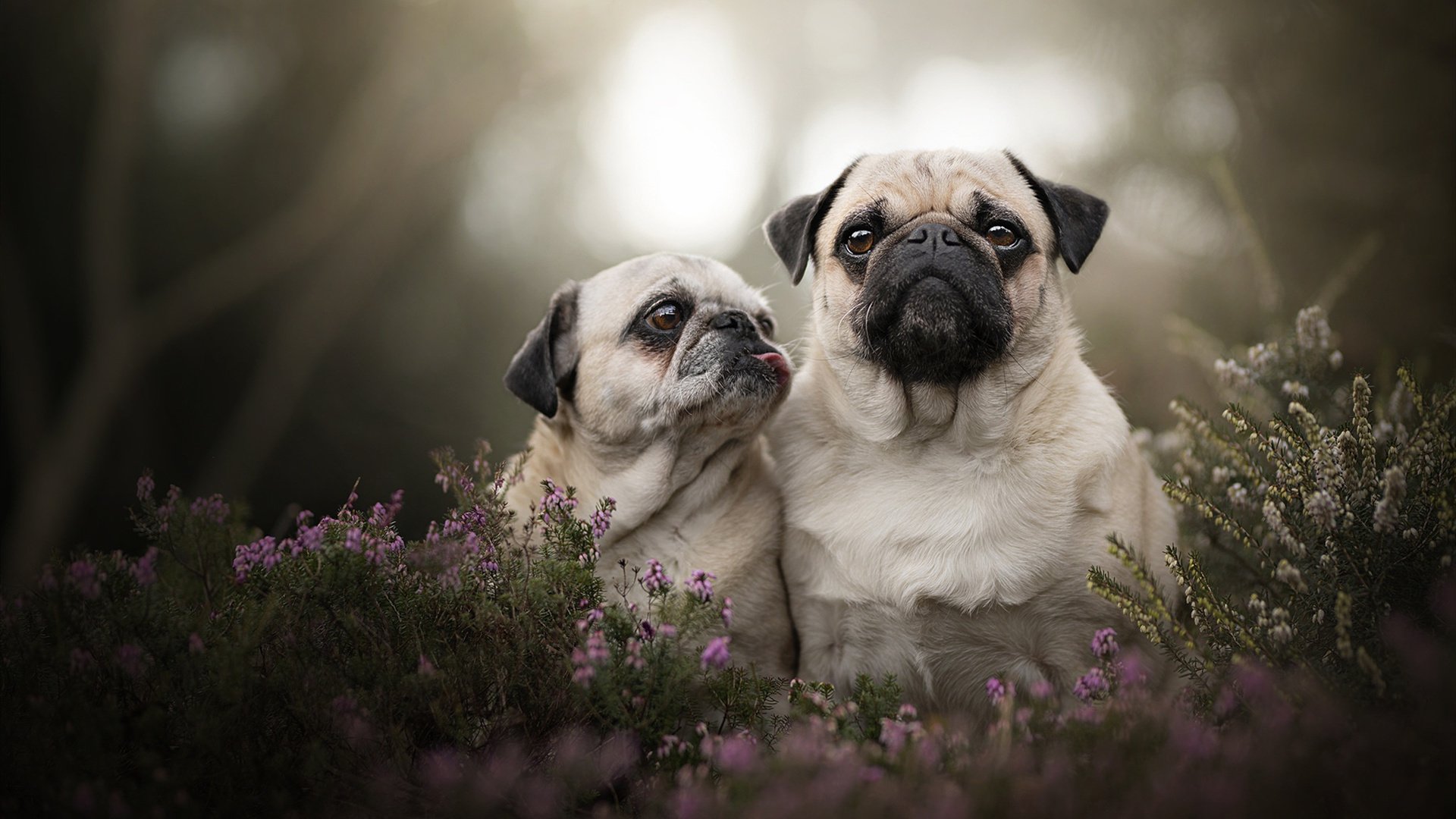 联盟中节奏最佳的后场搭档盘点，联盟最强得分后卫