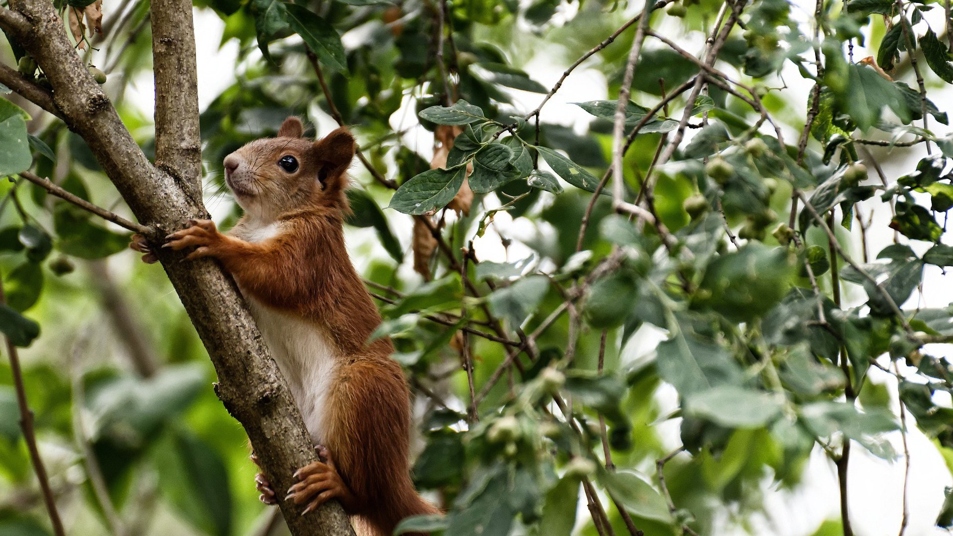 莱比锡RB击败门兴格拉德巴赫，实力得到认可，莱比锡3_2门兴