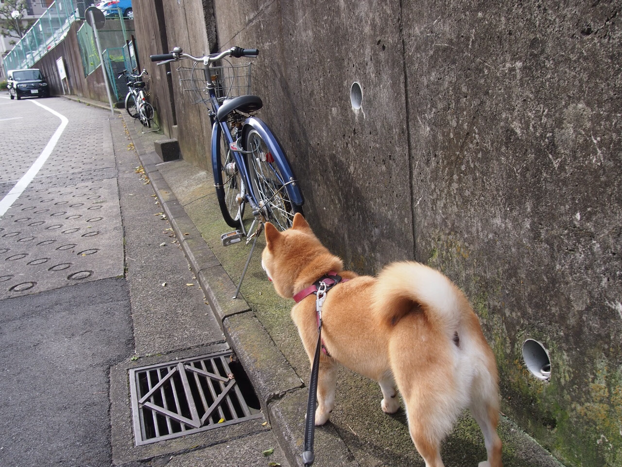 高水平自由泳转身入水时间分析，自由泳平式转身