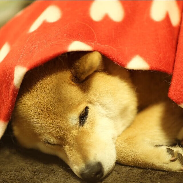 高水平自由泳转身入水时间分析，自由泳平式转身