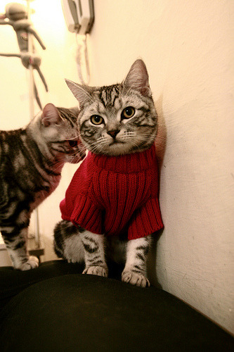 CBA外援注册新规出台限制数量同时鼓励本土轮换参与，cba外援注册情况