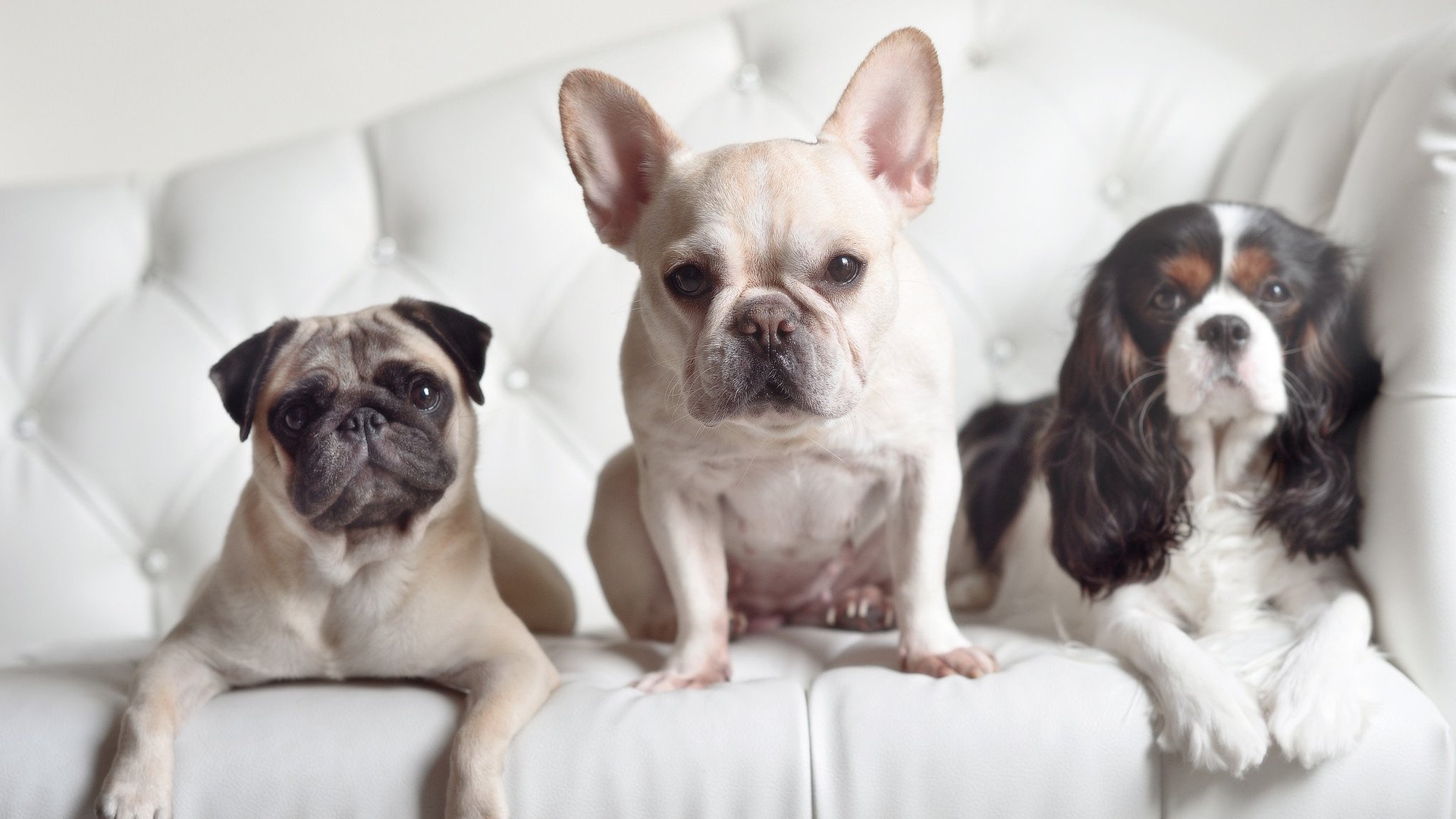 “马科斯·莫奇的稳固防线与出色反应，帮助美洲狮队迎接世界挑战”