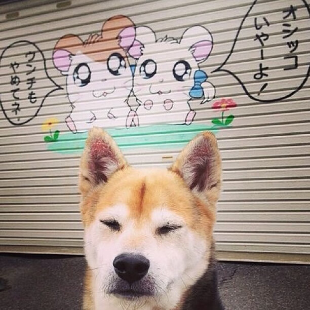 世界杯终章：英雄与奇迹的绽放瞬间，世界杯之路