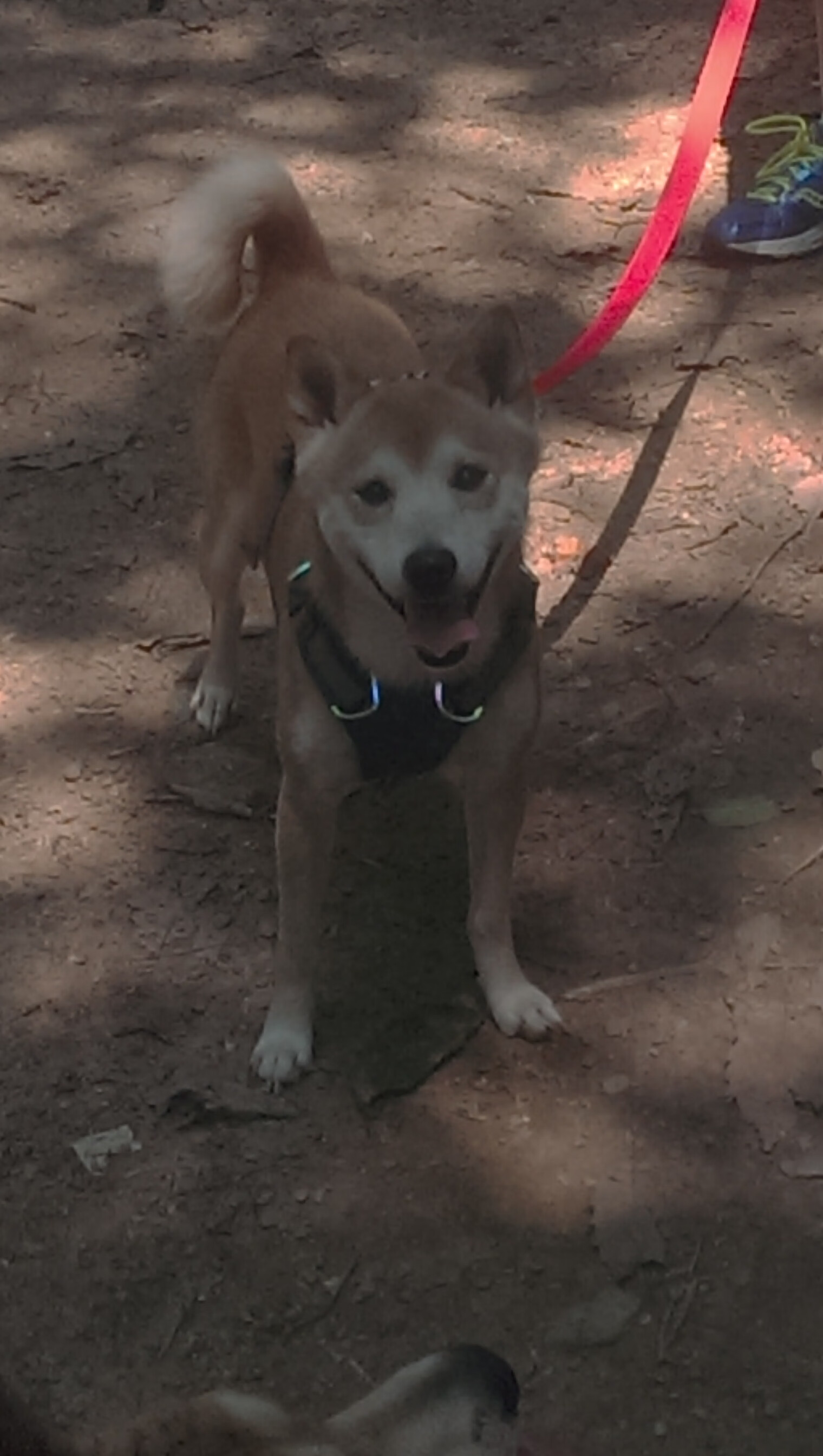 先锋球员归队，主教练信心大增，先锋球馆