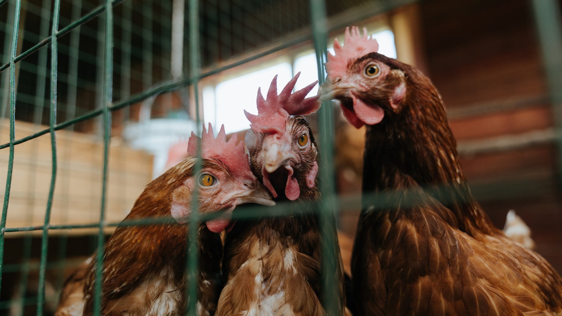 基：全黑队的“防守专家”，关键时刻总能做出精准判断