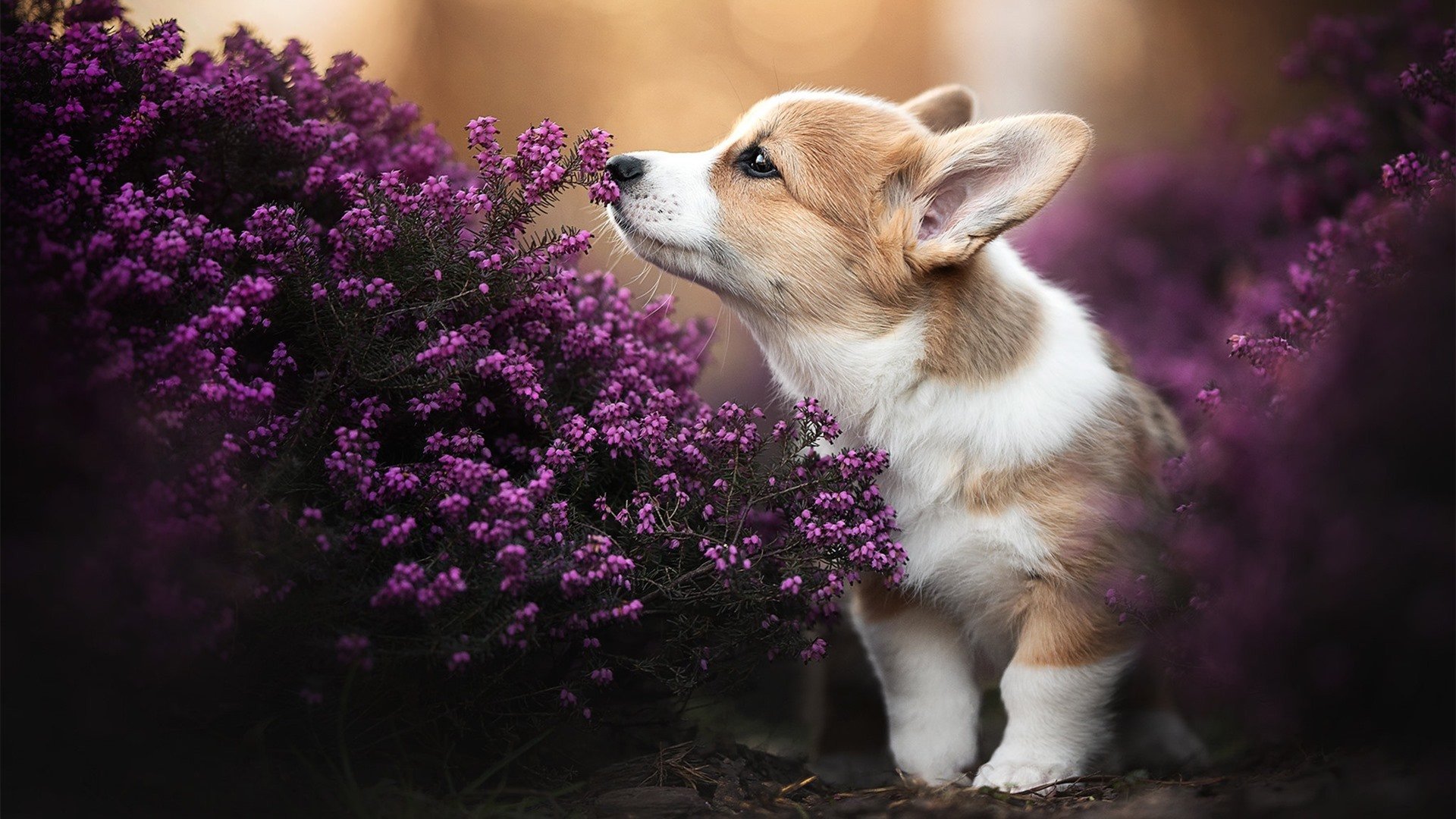 威尔士男队迎来重建期，战术创新引关注，威尔士球队怎样