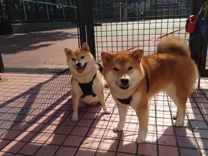 戴维·帕特森精准的球场预判和战术部署,为袋鼠队扫除障碍,戴维 帕尔马特